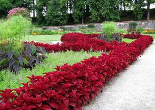Колеус Фото сад с красными цветами