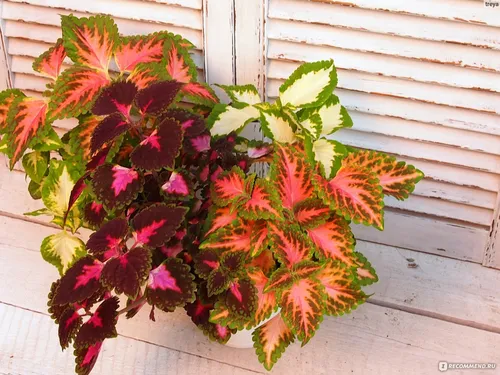 Колеус Фото растение с разноцветными листьями