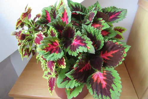 Колеус Фото растение с красными цветами