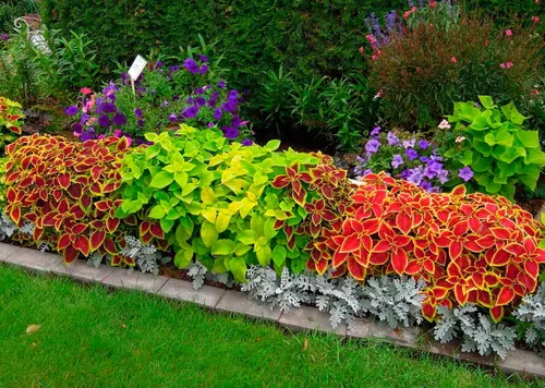Колеус Фото сад с яркими цветами