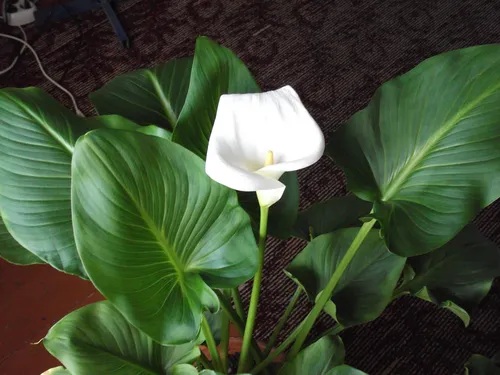 Комнатные Растения И Названия Фото белый цветок с зелеными листьями