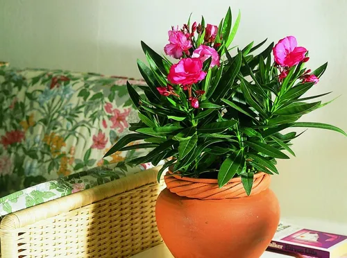 Комнатные Растения И Названия Фото горшок с цветами