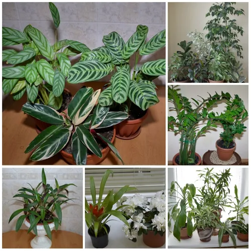 Комнатные Растения И Названия Фото группа растений в горшках