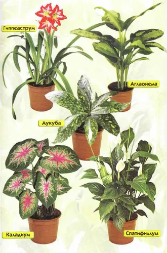 Комнатные Растения И Названия Фото группа горшечных растений