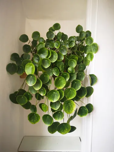 Комнатные Растения И Названия Фото растение с зелеными листьями