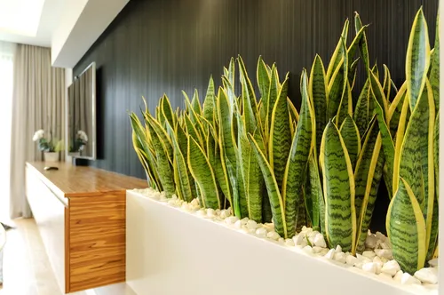 Комнатные Растения И Названия Фото группа кактусов в комнате