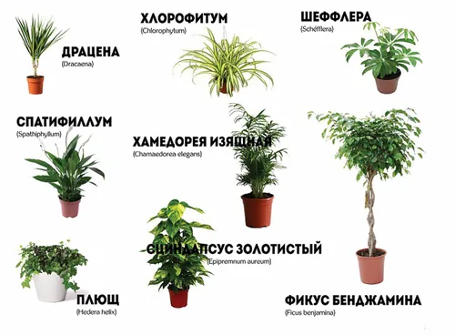 Комнатные Растения И Названия Фото картинки