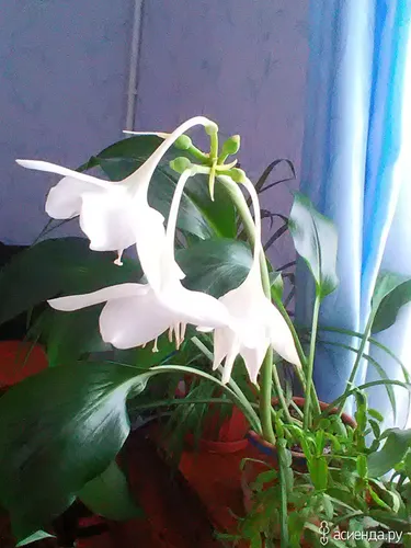 Комнатные Растения И Названия Фото белый цветок в горшке
