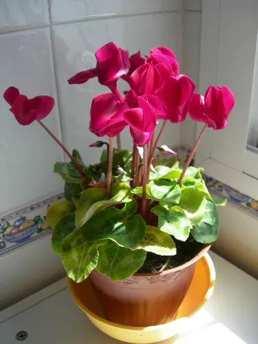 Комнатные Цветы Фото растение в горшке с розовыми цветами