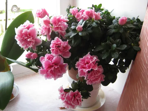 Комнатные Цветы Фото горшок с розовыми цветами