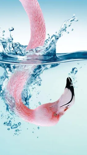 Iphone Обои на телефон розовая рыба в воде