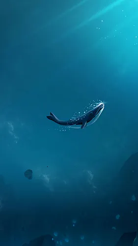 Iphone Обои на телефон акула плавает в воде