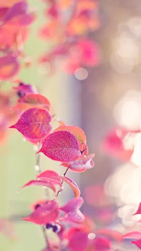 Фото Обои на телефон крупный план цветка