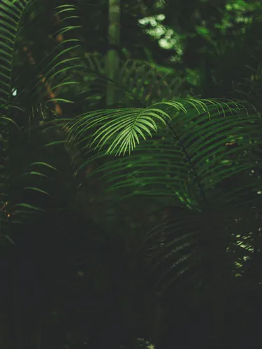 Фото Обои на телефон крупный план зеленого растения
