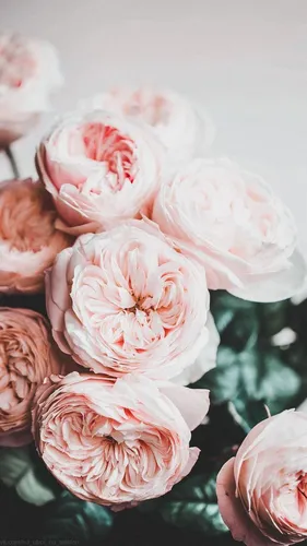 Айфон Обои на телефон группа розовых цветов
