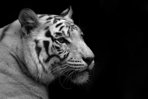 Черно Белые Обои на телефон белый тигр с черными полосками