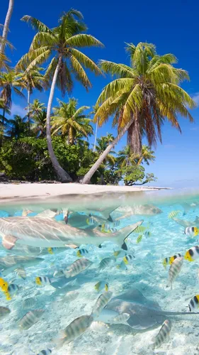 Летние Обои на телефон тропический пляж с множеством рыб