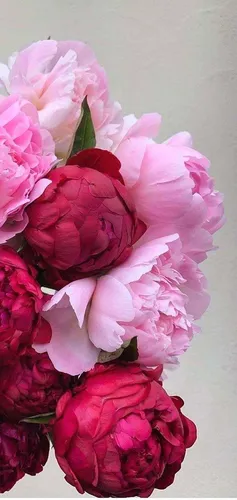 Айфон Красивые Обои на телефон группа розовых цветов