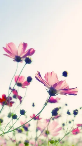 Айфон Красивые Обои на телефон крупный план некоторых цветов
