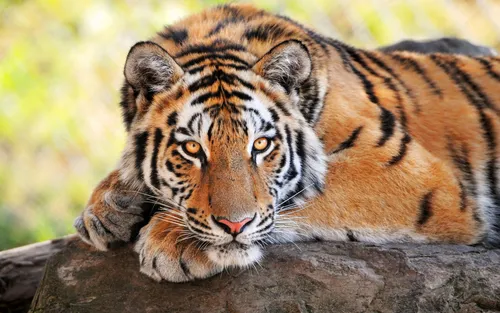Животные Обои на телефон тигр, лежащий на бревне