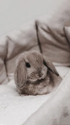 Животные Обои на телефон кролик, сидящий на одеяле