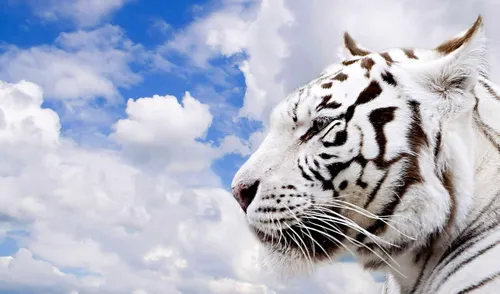 Животные Обои на телефон белый тигр с черными пятнами