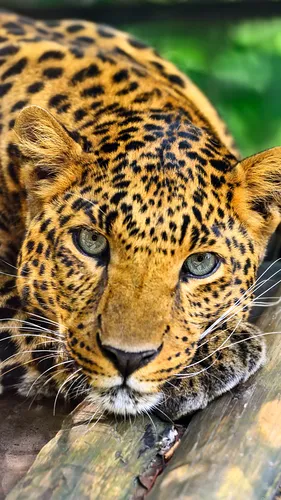 Животные Обои на телефон крупный план леопарда