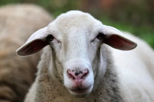 Животные Обои на телефон белая коза с розовым носом
