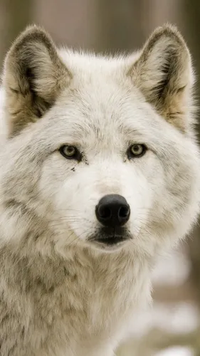 Животные Обои на телефон белый волк с карими глазами