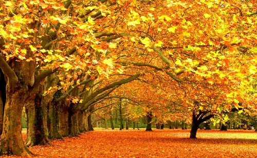 Осень Няшный Обои на телефон тропинка с деревьями по обе стороны