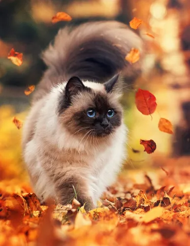 Осень Няшный Обои на телефон котенок в куче листьев