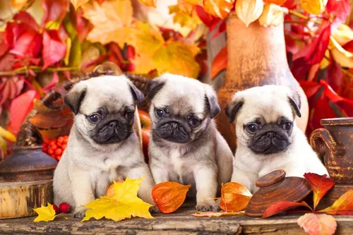 Осень Няшный Обои на телефон группа щенков, сидящих на столе с листьями