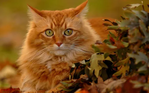 Осень Няшный Обои на телефон кошка, сидящая в кустах