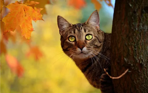 Осень Няшный Обои на телефон кошка сидит на дереве