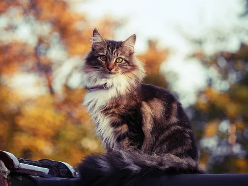 Осень Няшный Обои на телефон кошка, сидящая на стуле