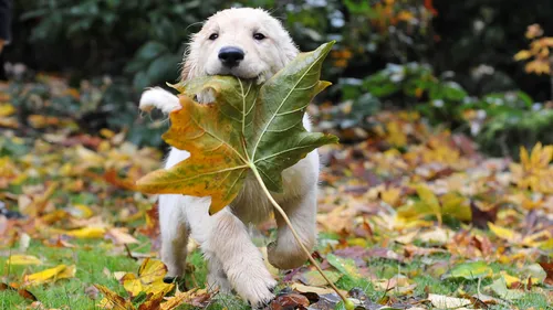 Осень Няшный Обои на телефон собака, держащая лист во рту