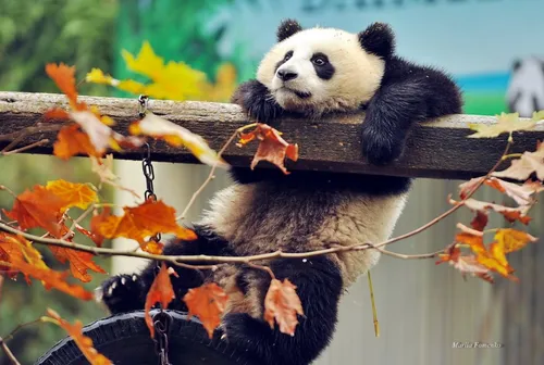 Осень Няшный Обои на телефон медведь панда на ветке дерева