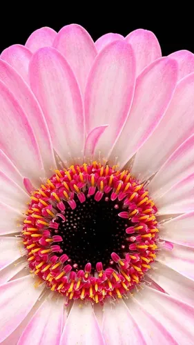 Фото Для Обоев Обои на телефон крупный план цветка