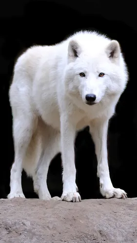 Волк Обои на телефон белый волк, стоящий на скале