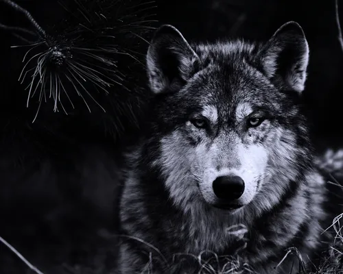 Волк Обои на телефон волк с кустистым хвостом
