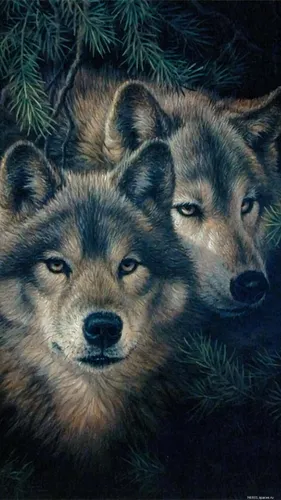Волк Обои на телефон пара волков