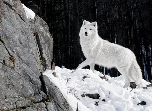 Волк Обои на телефон белый волк на снегу