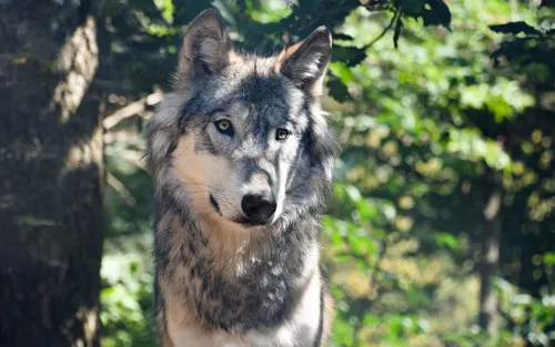 Волк Обои на телефон волк, стоящий перед деревьями