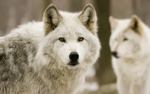 Волк Обои на телефон волк с белым волком