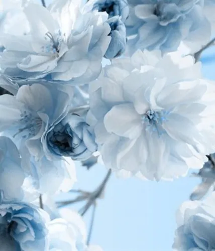 Голубые Обои на телефон белые цветы крупным планом