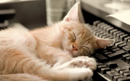 На Клавиатуру Телефона Обои на телефон кошка спит на клавиатуре