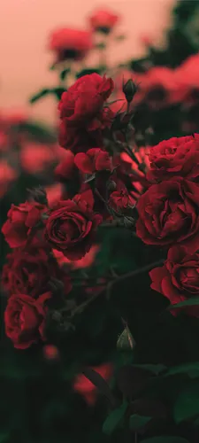 Розы Обои на телефон крупный план некоторых цветов