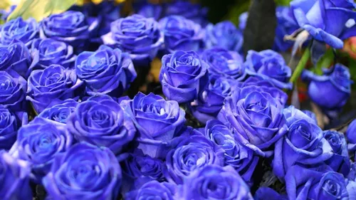 Розы Обои на телефон группа фиолетовых цветов