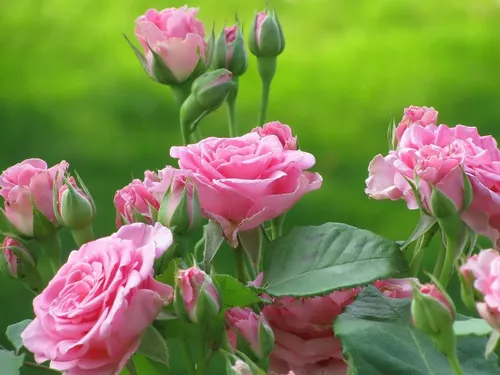 Розы Обои на телефон группа розовых цветов
