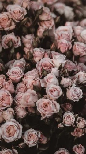 Розы Обои на телефон большая группа розовых роз